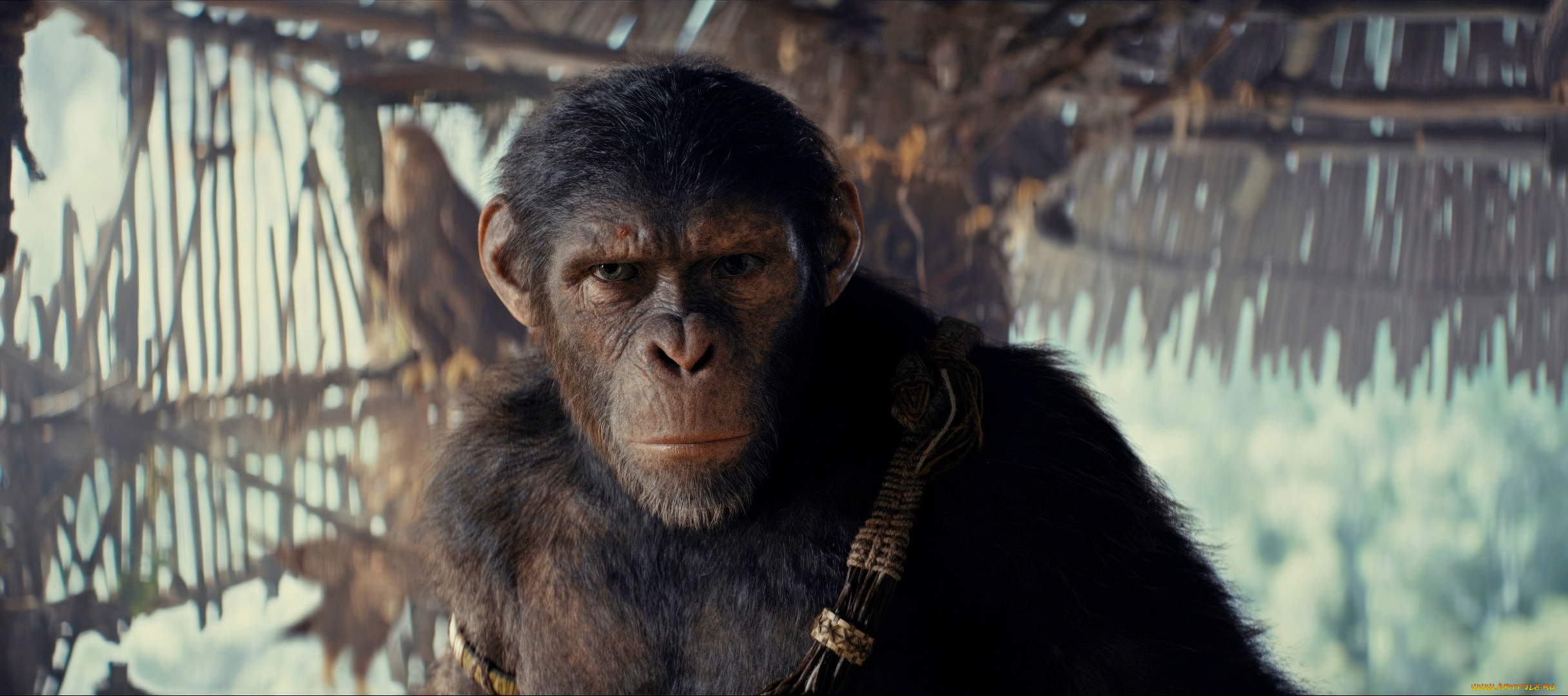kingdom of the planet of the apes ,  2024 ,  , -unknown , , , , , , , , , proximus, caesar